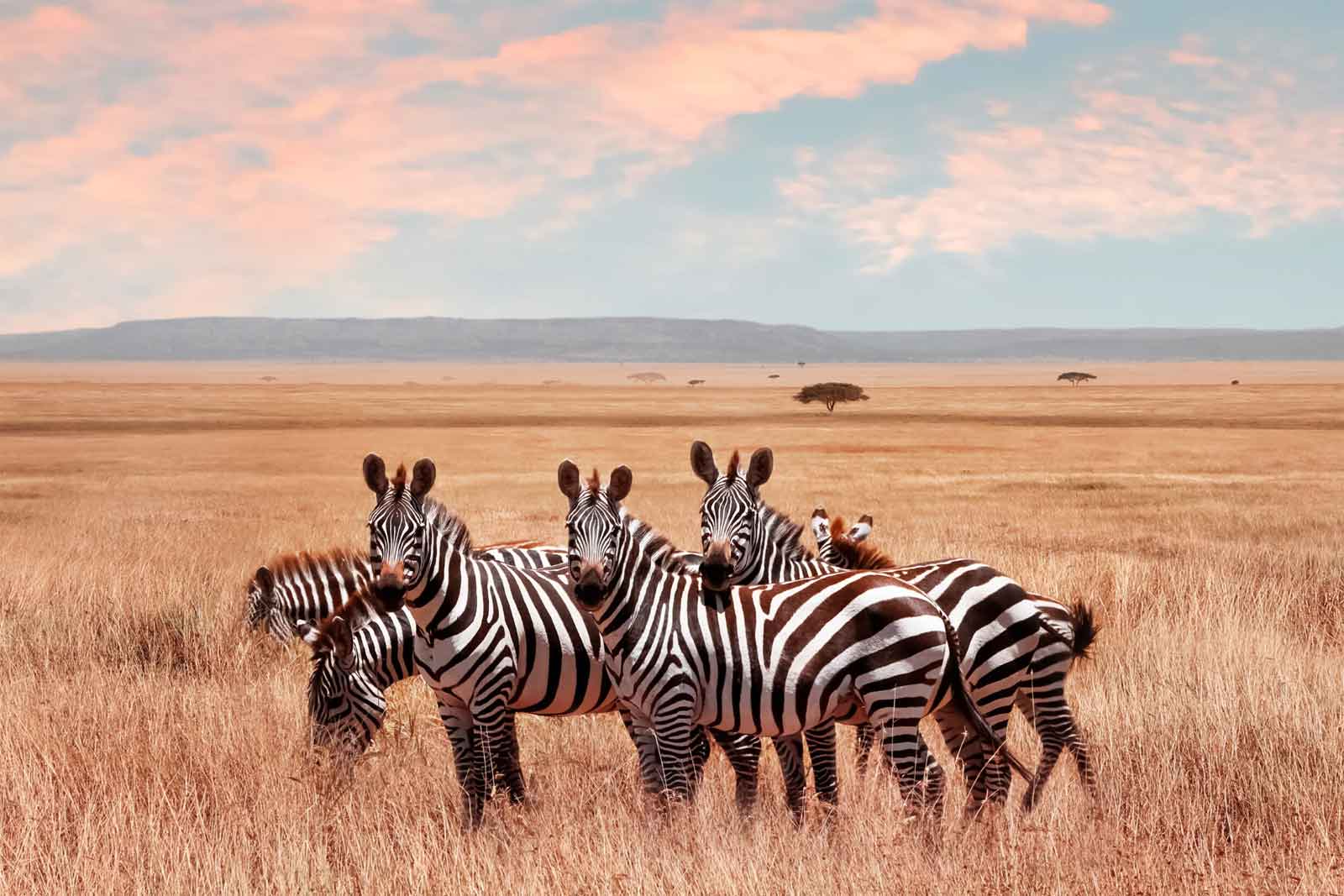 Home northern tanzania safari with nomad 9
