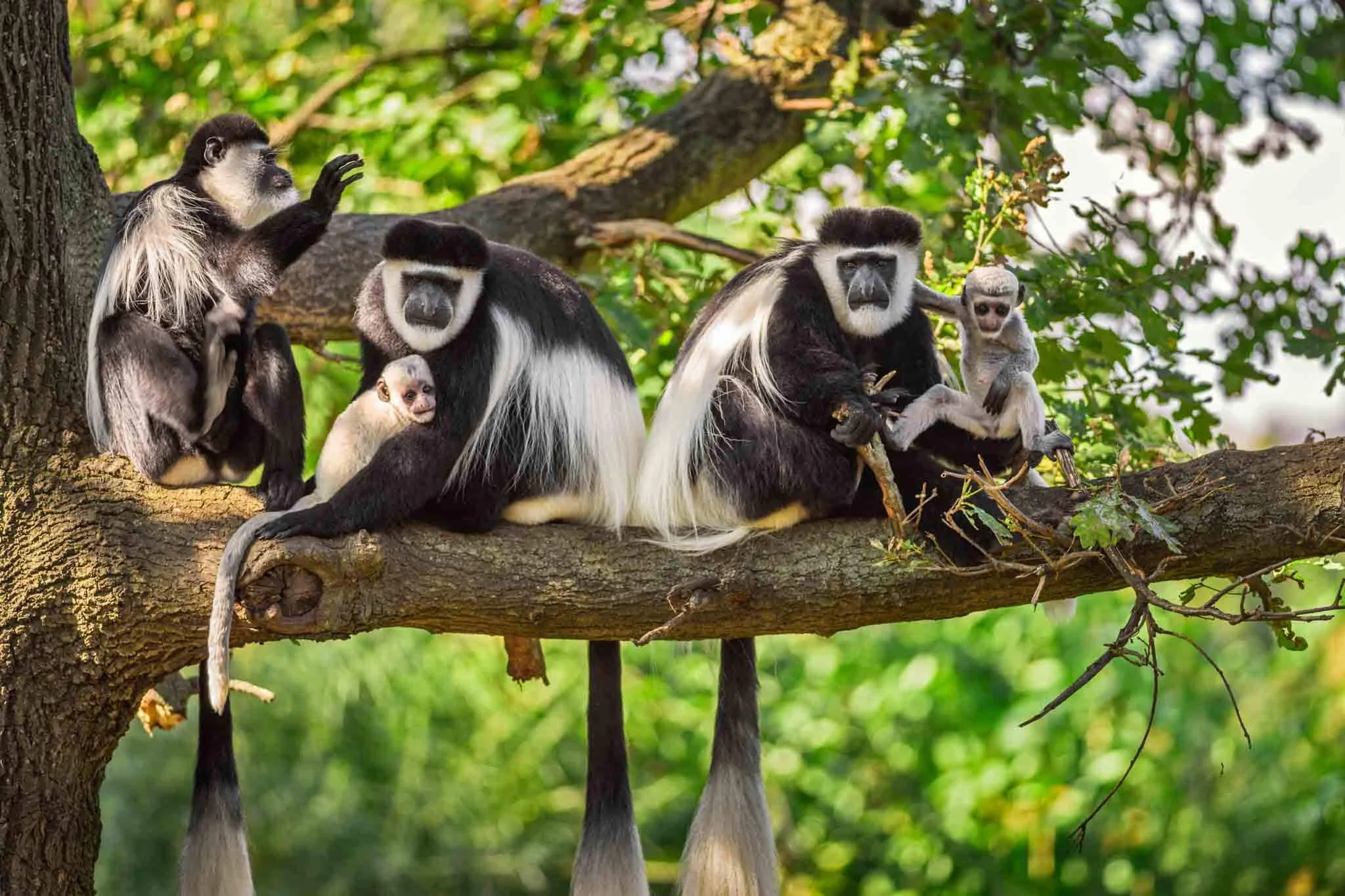 Home colobus aap 1